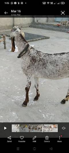 Qurbani ka bakra and bakri