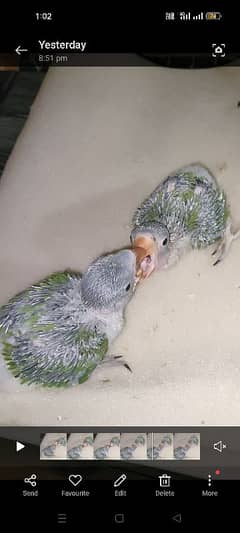 Raw parrot checkes for sell