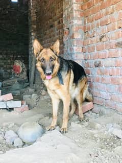 german shepherd female dog 100% breeder