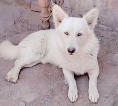 Samoyed or a White Swiss Shepherd Dog.