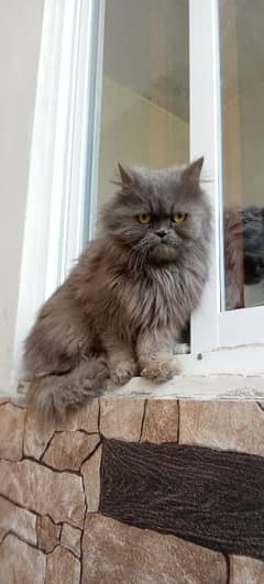 Persian Adult Female Cat For Sale