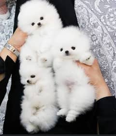 Pomeranian puppies 03125767719