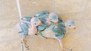 Green Ringneck Parrot 3 Chicks For Sale.