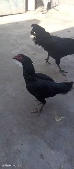 Aseel & Ayam Cemani & Golden Buf Chikes Available