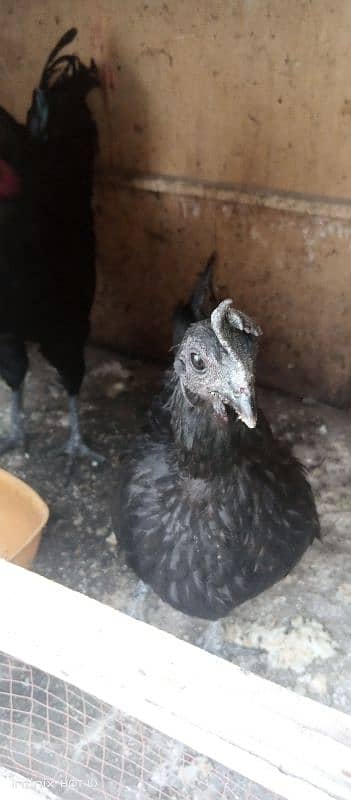Aseel & Ayam Cemani & Golden Buf Chikes Available 1