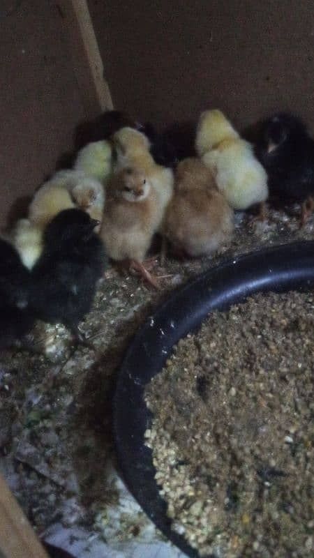 Aseel & Ayam Cemani & Golden Buf Chikes Available 2