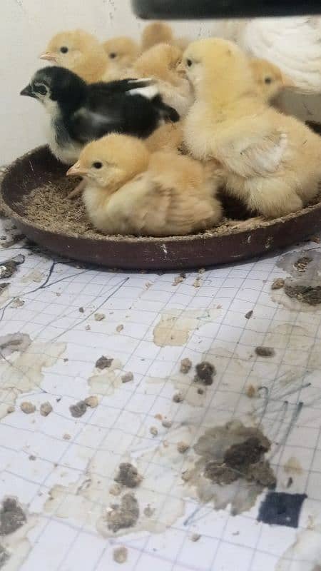 Aseel & Ayam Cemani & Golden Buf Chikes Available 3