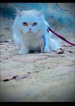 persion cat rurkish angora