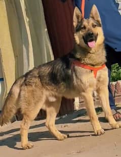 king German Shepherd male for sale