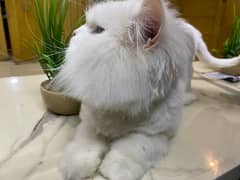 Persian Cat