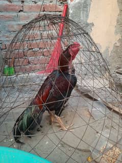 Pure Mianwali Breeder Aseel