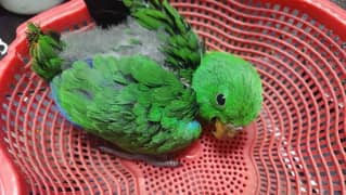 Eclectus Male Chick's