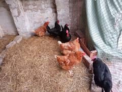 Pure Australorp + Bovans Brown | Female Chickens Set |  Eggs Laying