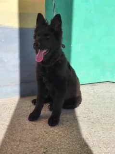 all breed German shepherd long coat healthy active puppies