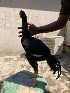 Turksih x veitnam cross  aseel patha age 4 months