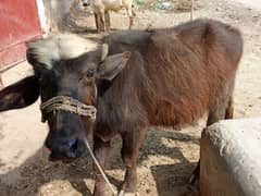 Male Buffalo Available for sale.