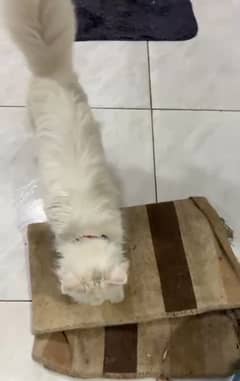 Urgent Persian Cat fully vaccinated