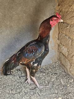 Old blood line High quality Aseel fertile Eggs available