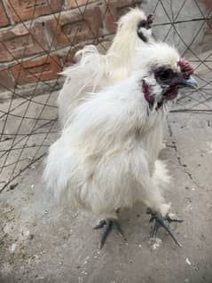 silkie