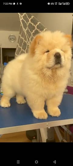 chow chow puppy