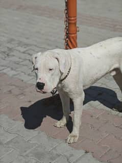 Dogo Argentino male available for sale