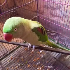 Raw parrot (Kashmiri)