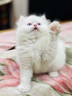 Persian Kittens | Punch Face | Triple Coated | Kittens | White male |