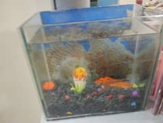 fish aquarium with fishes for sale 0347 5381068