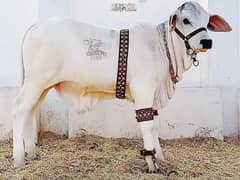 Brahman Male Calf/ Bachra