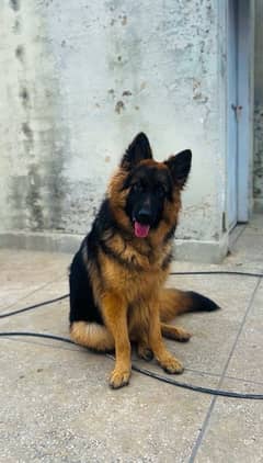 german shepherd male