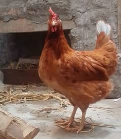 hen