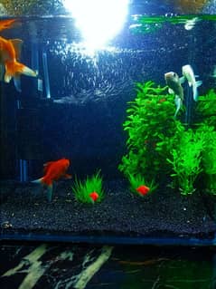 Aquarium for sale