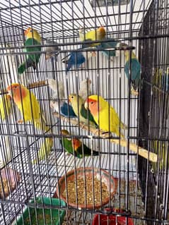 20 piece Lovebirds Wholesale Rate 750 per (Read Add)