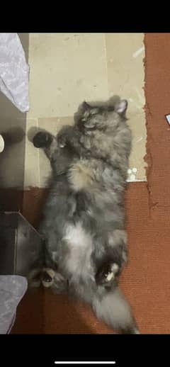 Female persian cat Urgent sale tripple coated ready for breeding