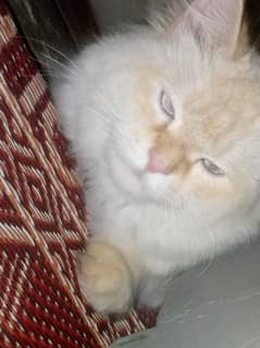 Persian female cat extra triple coat (Anyone interested dm me)