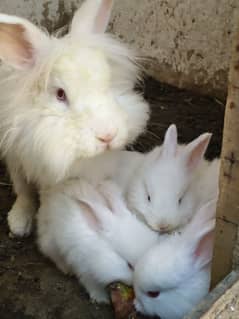 Top Quality English Angora bunnies