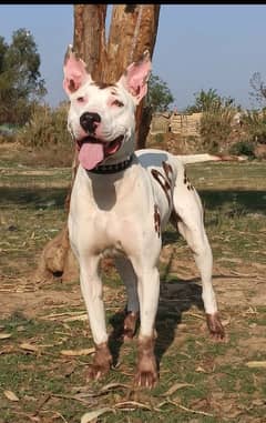 Kohati gultair male age 11 month for sale