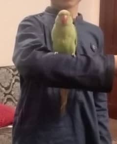 10 month old green healthy parrot