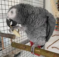 African grey parrots male