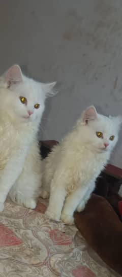 White beatiful female cats for sale