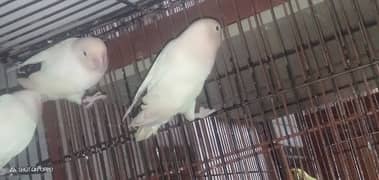 birds pair for sale