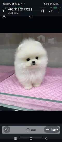 Pomeranian puppies