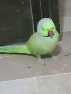 green talking parrot