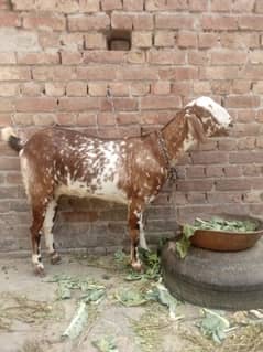 Desi bakri