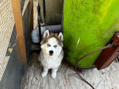 Siberian husky puppies available wooly coat blue eyes