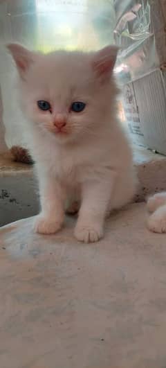 percian female kitten