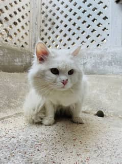 Persian Cat. . . Doll Face