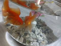 Golden Fish for sale with bowl