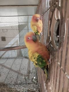 breader pair for sale contact to whatsapp number 03002177460