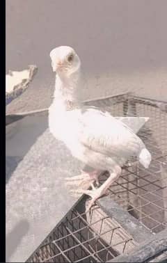 paper white heera aseel chicks, breeders, murga, female,madi